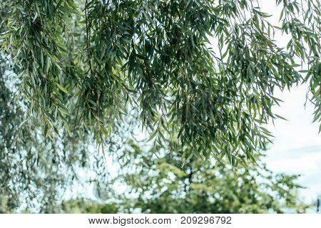 A close-up of the willow leaves, summer in the city green trees. Autumn colors of leaves on a tree.