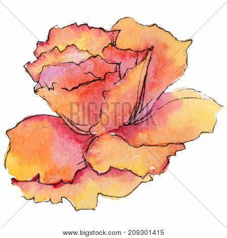 Wildflower begonia flower in a watercolor style isolated. Full name of the plant: begonia. Aquarelle wild flower for background, texture, wrapper pattern, frame or border.