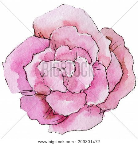 Wildflower begonia flower in a watercolor style isolated. Full name of the plant: begonia. Aquarelle wild flower for background, texture, wrapper pattern, frame or border.