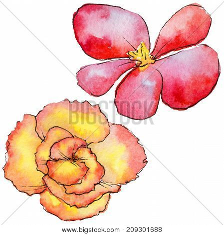 Wildflower begonia flower in a watercolor style isolated. Full name of the plant: begonia. Aquarelle wild flower for background, texture, wrapper pattern, frame or border.