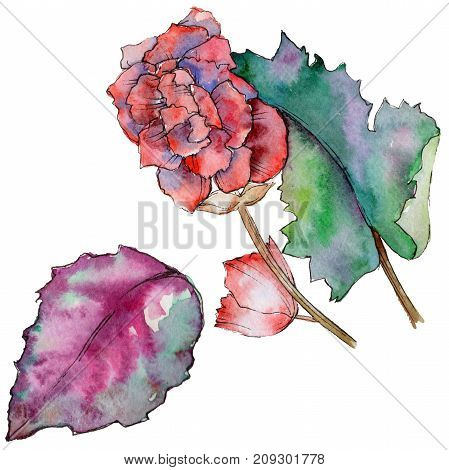 Wildflower begonia flower in a watercolor style isolated. Full name of the plant: begonia. Aquarelle wild flower for background, texture, wrapper pattern, frame or border.