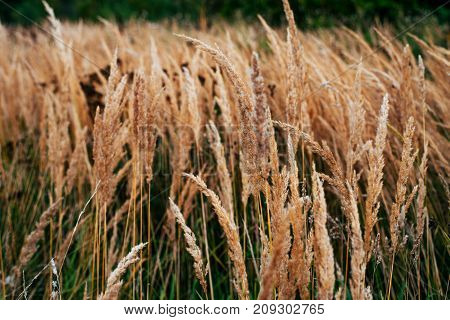 Autumn background of plants on the roadside, summer day in October, green grass with yellow spikelets on the roadside.