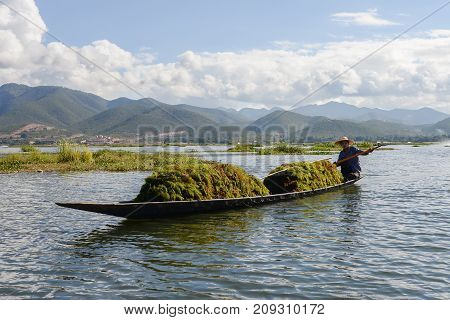 Intha woman with her Tradition boat at Inle lake floating garden at 18 December 2016 Intha viillageInleMyanmar