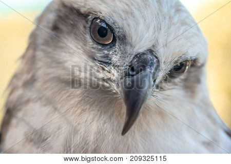 Eyes Of A Gray Eagle Close Up. Malay, Philippines