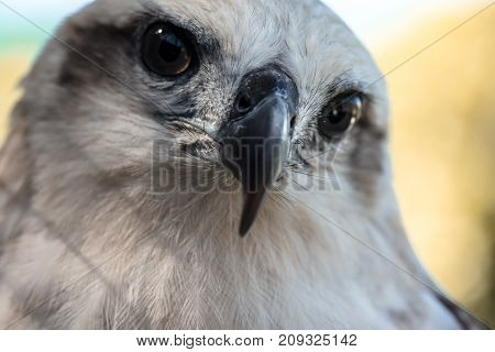 Eyes Of A Gray Eagle Close Up. Malay, Philippines