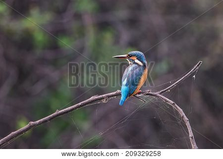 Common Kingfisher (alcedo Atthis) Sitting On A Stick In Keoladeo Ghana National Park,  Bharatpur, In