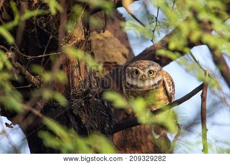Spotted Owlet (athene Brama) Sitting On A Tree In Keoladeo Ghana National Park,  Bharatpur, India.