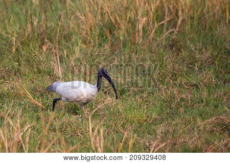 Black-headed Ibis (threskiornis Melanocephalus) Walking In Keoladeo Ghana National Park, Bharatpur,