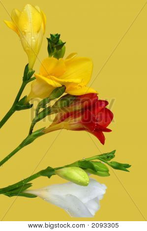 Freesia สีสันสดใสบนพื้นหลังสีเหลือง