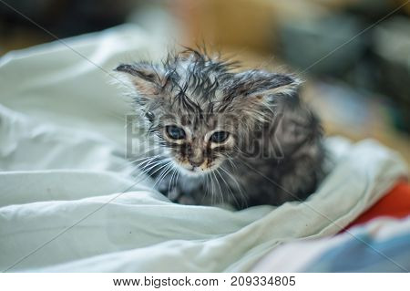 Wet soggy scared kitten after bath. Animal hygiene. Destruction of parasites. Treatment from fleas.