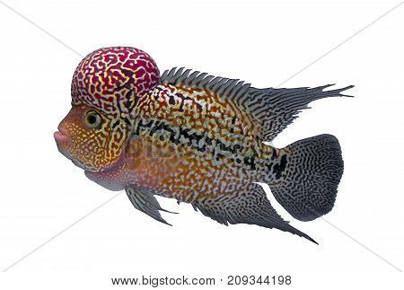 Flowerhorn cichlid fish isolated in a white background
