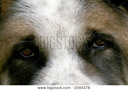 Akita002A