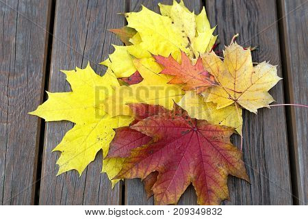 Bench with fallen maple leaves in autumn Park.