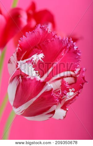 Spring Flowers Banner - Bunch Of Pink Red Flowers On Red Background