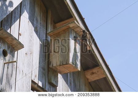 Wooden Birdhouse With Its Inhabitant Starling