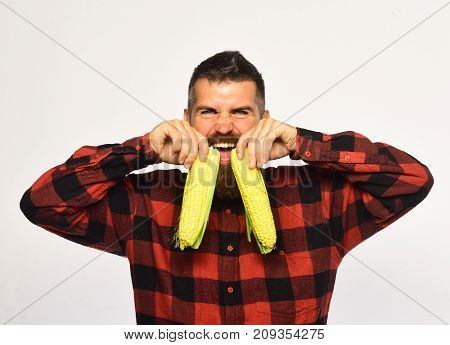 Farmer With Cheerful Face Holds Yellow Corn As His Teeth.