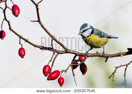 Small Male Blue-tit Perched On Rose Hip Twig With Thorns