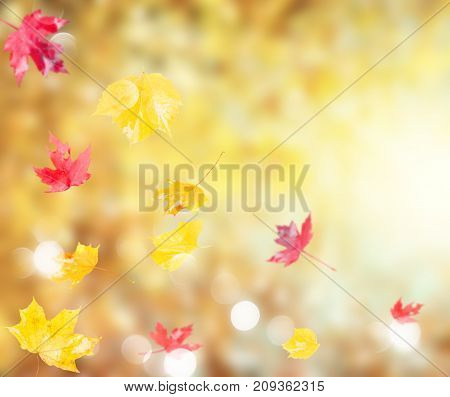 Fresh red and yellow fall foliage background with sunshine and copy space
