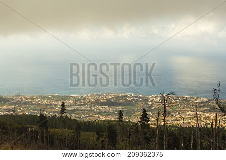 Vegetation On The Volcano Teide Canary Islands