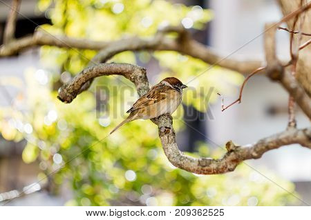 A cute litte Sparrow perched in a Tree