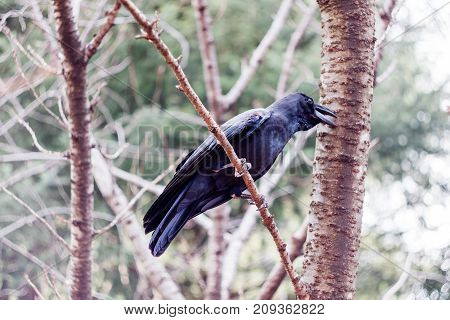 A black crow perched in a tree
