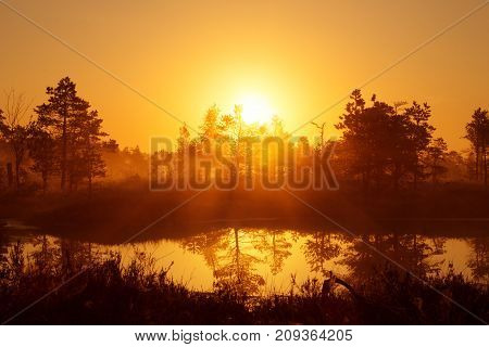 Foggy sunrise in the coniferous forest above the marshes