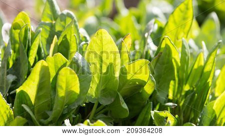 sorrel in the garden on the nature