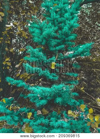 Vibrant green nature tree in Fall season