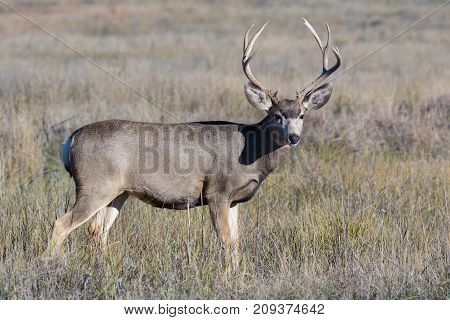 Wild Mule Deer buck on the Colorado Prairie