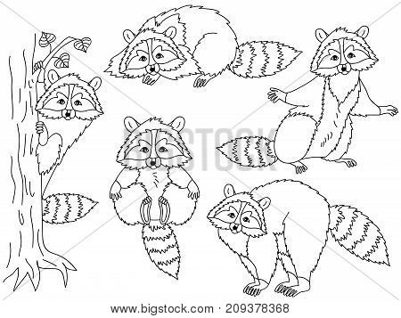 Vector set of black and white cute cartoon raccoons. Vector raccoon. Raccoons vector illustration