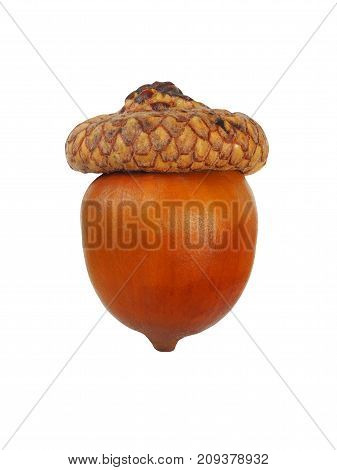 Brown acorn with cap isolated on white background