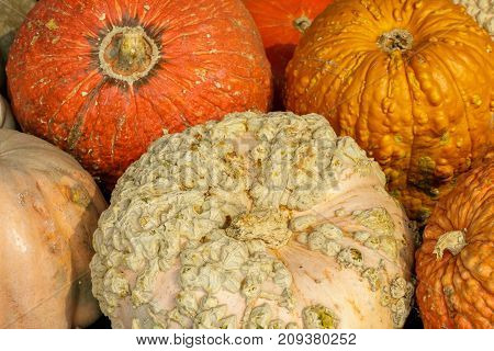 Knucklehead Pumpkins in a booth stand in Northern California.