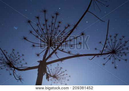 Cow-bream Against The Background Of The Night Sky Winter