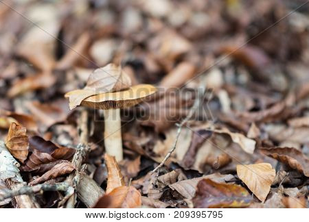 Poisonous mushroom growing in forest among fallen leaves. Pure poison. Deadly toadstoo, soft focus.