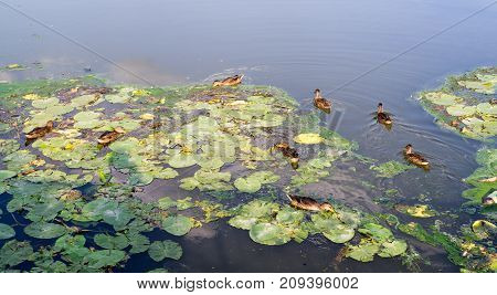 ducks in the turbid pond at summer. wildlife nature.