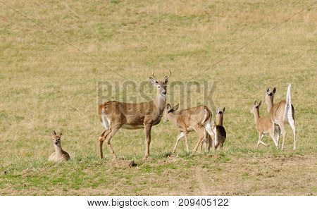 Whitetail deer herd in a feild