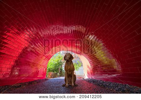 dog sitting in red tunnel at the San Antonio Texas riwer walk