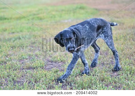 2018 Year-year Of The Dog. Hunting Dog Breed German Wirehaired Pointer