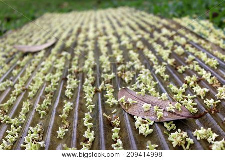 Flowers and the leaves fall on the roof Suicide tree in the garden.