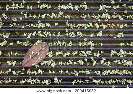 Flowers and the leaves fall on the roof Suicide tree in the garden.