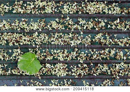 Flowers and the leaves fall on the roof Suicide tree in the garden.