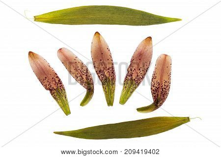 Pressed and dried petals of flower lily martagon (lilium martagon) isolated on white background. For use in scrapbooking pressed floristry or herbarium.
