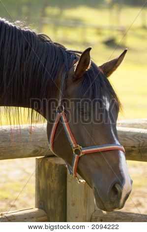Horse'S Head