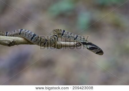 banded kukri snake (Oligodon fasciolatus) on a branch in nature
