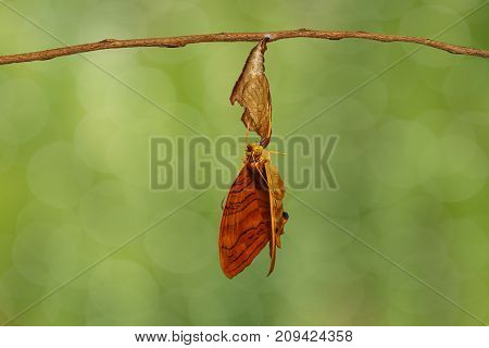 Common Maplet (chersonesia Risa ) Butterfly Hanging On Twig