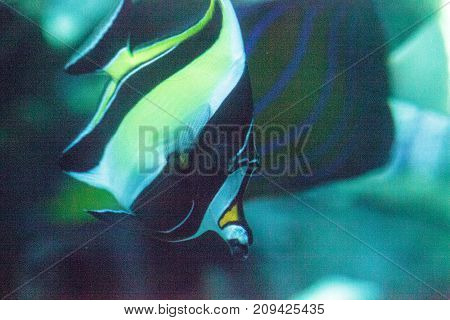 Yellow And Black Moorish Idol Fish Zanclus Cornutus