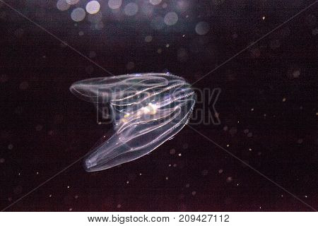 Comb Jelly Phylum Ctenophora
