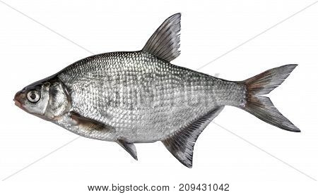 Fish isolated on white background. Common river bream. Side view