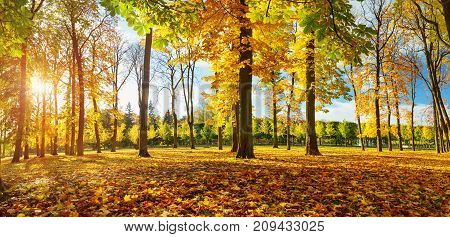 trees with multicolored leaves on the grass. Maple foliage in sunny autumn. Sunlight in early morning in forest. Kadriorg park in the capital of Estonia, Tallinn
