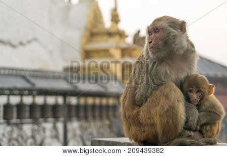 Sacred monkeys in Swayabunath temple in Kathmandu. macaque rhesus mother and baby